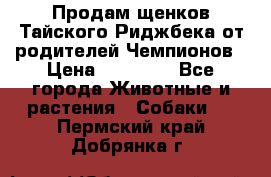 Продам щенков Тайского Риджбека от родителей Чемпионов › Цена ­ 30 000 - Все города Животные и растения » Собаки   . Пермский край,Добрянка г.